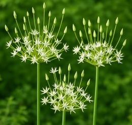 Czosnek Arctic Snow – białe dzwonkowate kwiaty w luźnym parasolu, dekoracyjna roślina do ogrodu