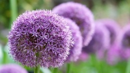 Czosnek ozdobny Gladiator - olbrzymi, purpurowy, miododajny, jako soliter