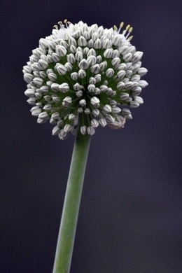 Czosnek Mount Everest – majestatyczne białe kule kwiatowe