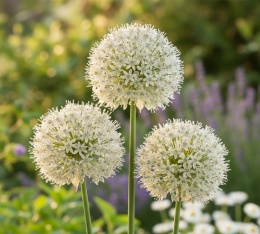 Czosnek Mount Everest – majestatyczne białe kule kwiatowe