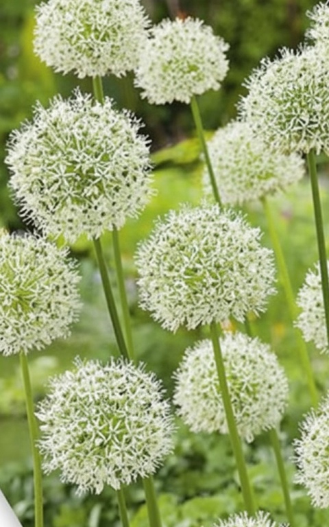 Czosnek ozdobny Nigrum – białe kwiaty z zielonym środkiem w kulistym kwiatostanie