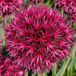 Czosnek ozdobny Red Giant – efektowne purpurowe kule