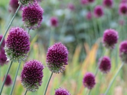 Czosnek ozdobny Główkowaty Spheratocephalon - dwukolorowy kwiatostan