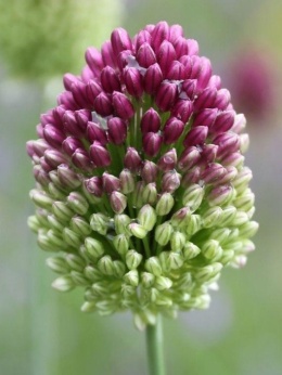 Czosnek ozdobny Główkowaty Spheratocephalon - spektakl dla ogrodu