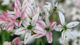 zosnek ozdobny Cameleon – niskie subtelne, pastelowe kwiatostany w odcieniach różu i bieli