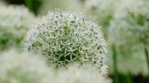 Czosnek olbrzymi White Giant