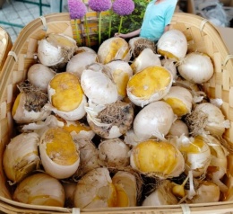 Czosnek ozdobny Gladiator