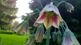 Czosnek ozdobny sztyletowy – długie, smukłe kwiatostany w kształcie sztyletów