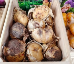 czosnek ozdobny olbrzymi Globemaster