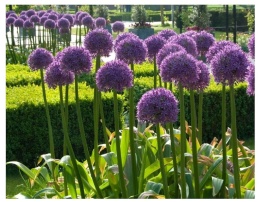 Czosnek ozdobny Globemaster - król wśród czosnków, olbrzymi fioletowy kwiat