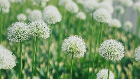 Czosnek ozdobny White Cloud – kuliste, śnieżnobiałe kwiatostany