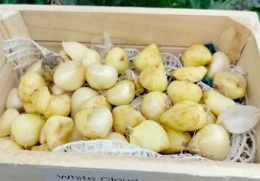 czosnek ozdobny white cloud